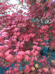- Acer palmatum x 'Purple Curl' Japanese Maple - Mr Maple │ Buy Japanese Maple Trees