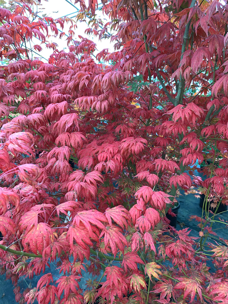 - Acer palmatum x 'Purple Curl' Japanese Maple - Mr Maple │ Buy Japanese Maple Trees