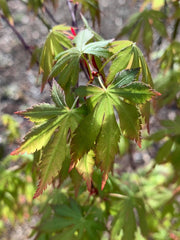 - Acer palmatum 'Fountain of Youth' Japanese Maple - Mr Maple │ Buy Japanese Maple Trees