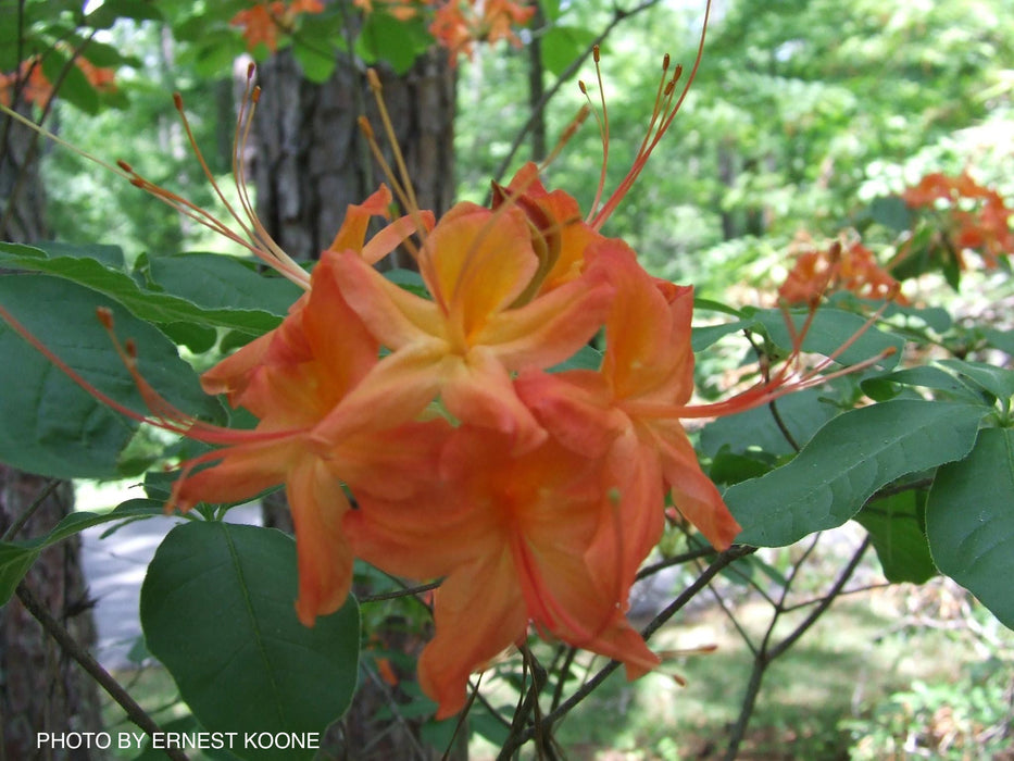 Rhododendron calendulaceum Orange Native Flame Azalea