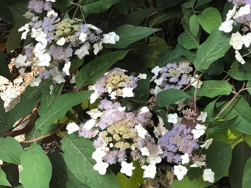 Hydrangea aspera ‘Burgundy Bliss’ Purple Leaf Form Hydrangea