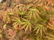 - Acer shirasawanum 'Bronze Age' Bronze Full Moon Japanese Maple - Mr Maple │ Buy Japanese Maple Trees