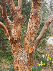 - Acer griseum - Paperbark Maple - Mr Maple │ Buy Japanese Maple Trees