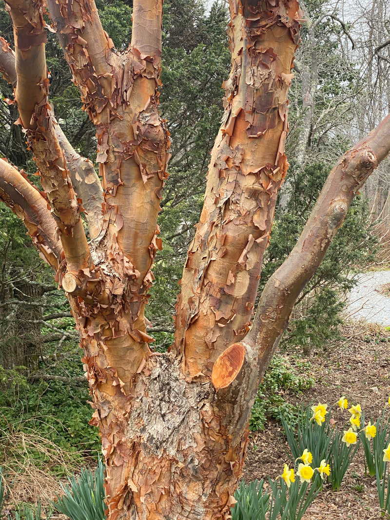 - Acer griseum - Paperbark Maple - Mr Maple │ Buy Japanese Maple Trees