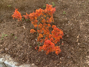 - Acer palmatum 'Mystic Mikawa' Miniature Japanese Maple - Mr Maple │ Buy Japanese Maple Trees