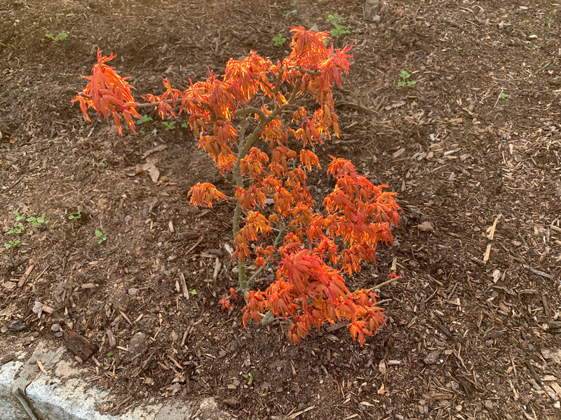 - Acer palmatum 'Mystic Mikawa' Miniature Japanese Maple - Mr Maple │ Buy Japanese Maple Trees