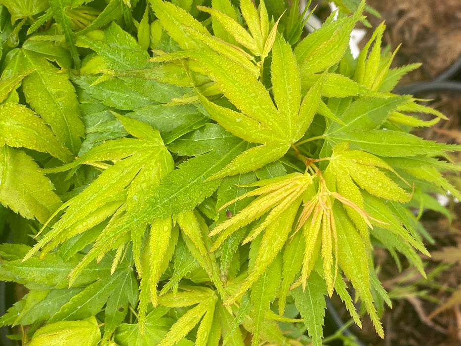 Acer palmatum 'Mikawa yatsubusa Seedling Grafted' Japanese Maple