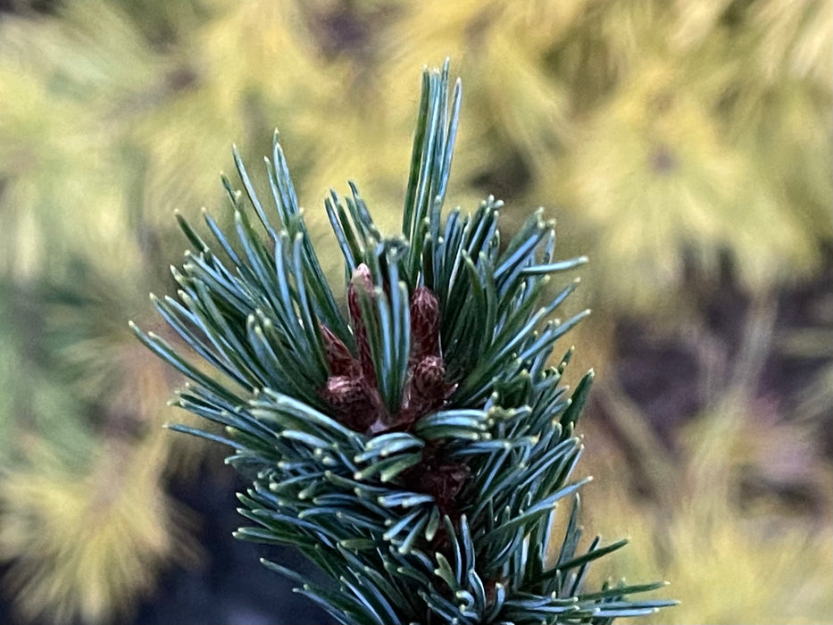 Pinus parviflora 'Hime goyo matsu' Dwarf Japanese White Pine