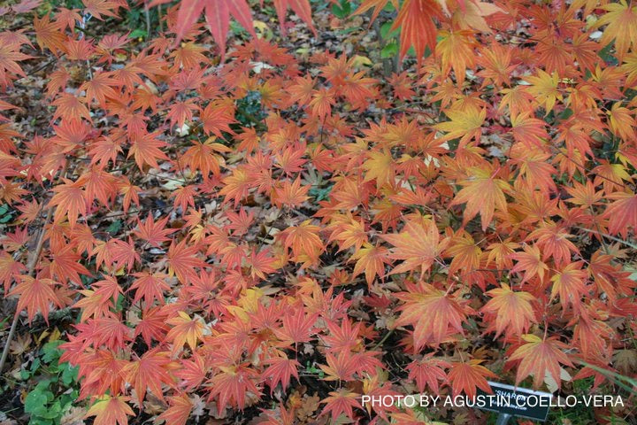 Acer palmatum 'Sharon' Japanese Maple