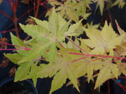 - Acer palmatum 'Wildfire' Coral bark Winter Interest Japanese Maple - Mr Maple │ Buy Japanese Maple Trees