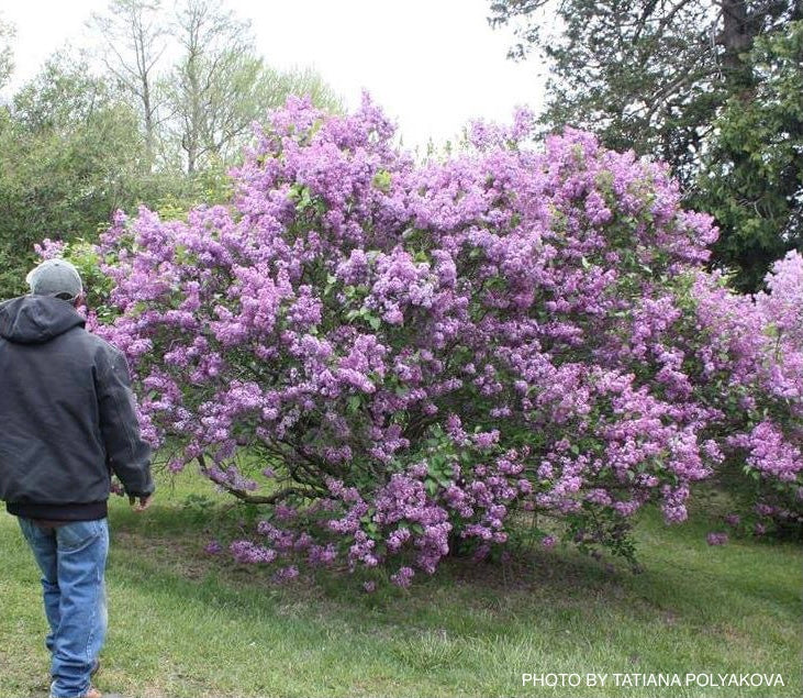 Syringa x 'Pocahontas' Violet Flowering Lilac Tree