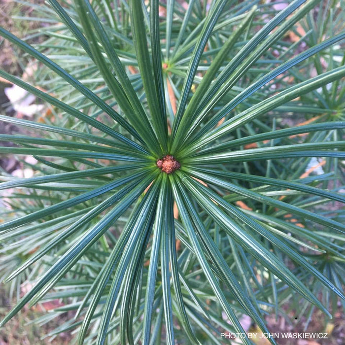 Sciadopitys verticillata 'Wintergreen' Japanese Umbrella Pine Tree