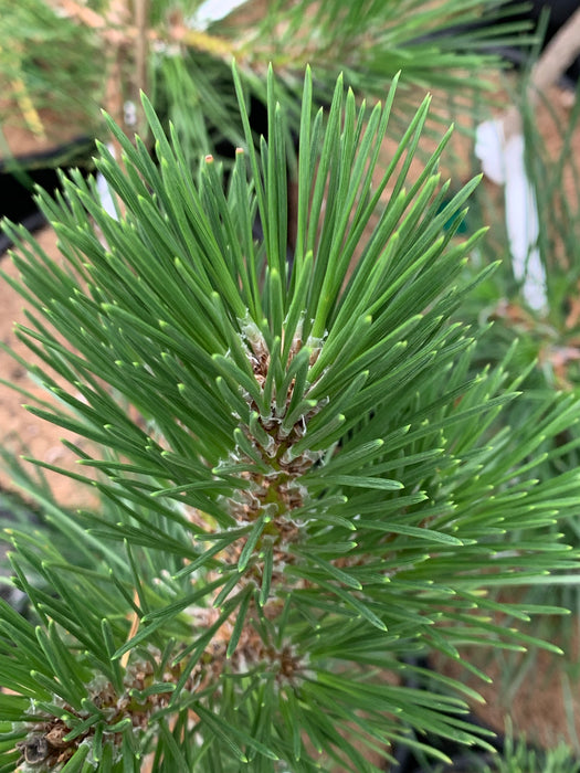 Pinus thunbergii 'Yatsubusa' Dwarf Japanese Black Pine Tree