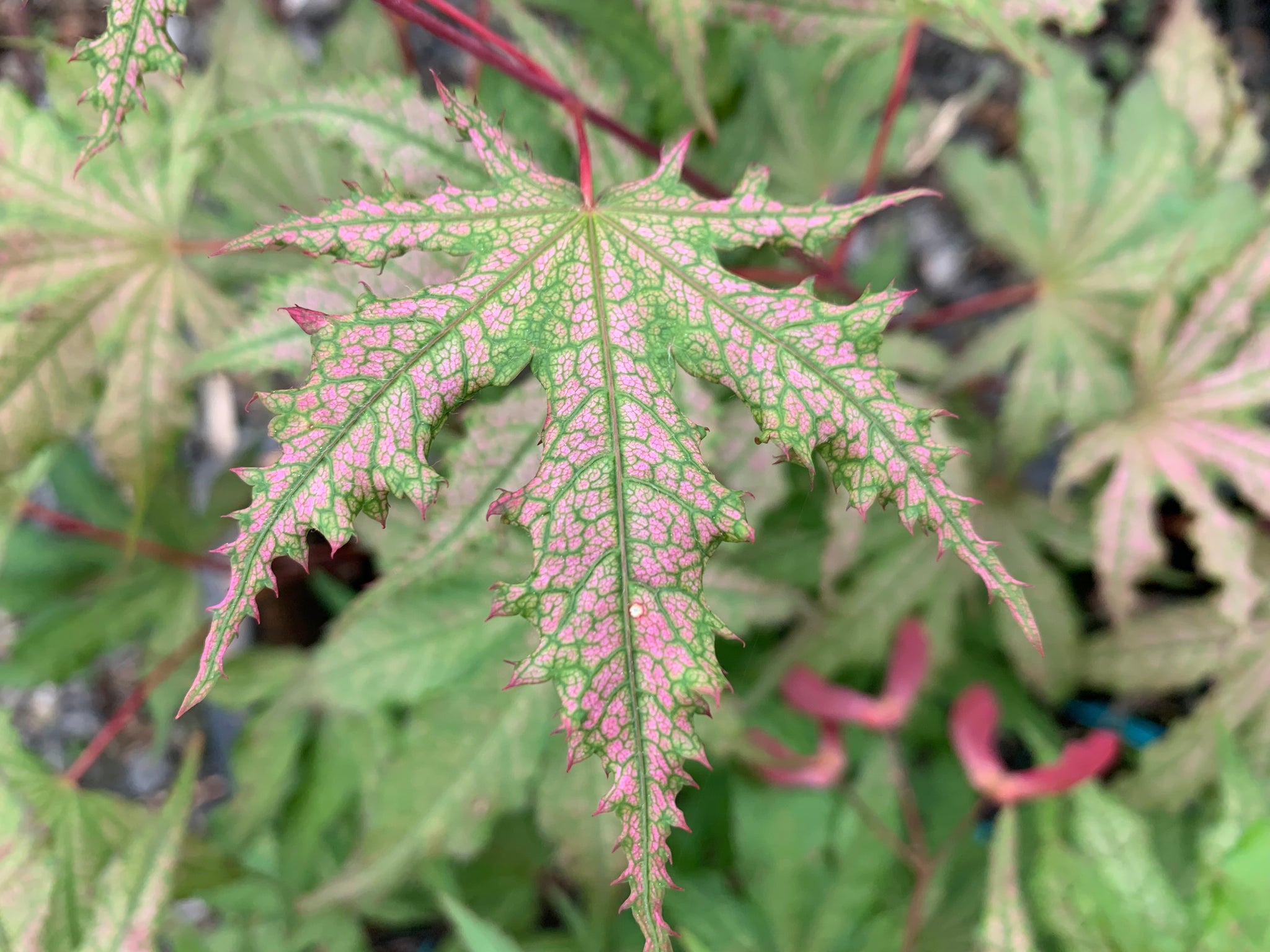 MrMaple 10 New Trees @ 10am on Tuesday — Mr Maple │ Buy Japanese Maple ...