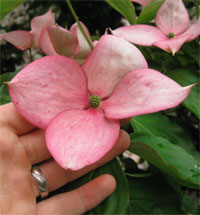 Cornus kousa 'KN144-2' Rosy Teacups® Pink Flowering Chinese Dogwood
