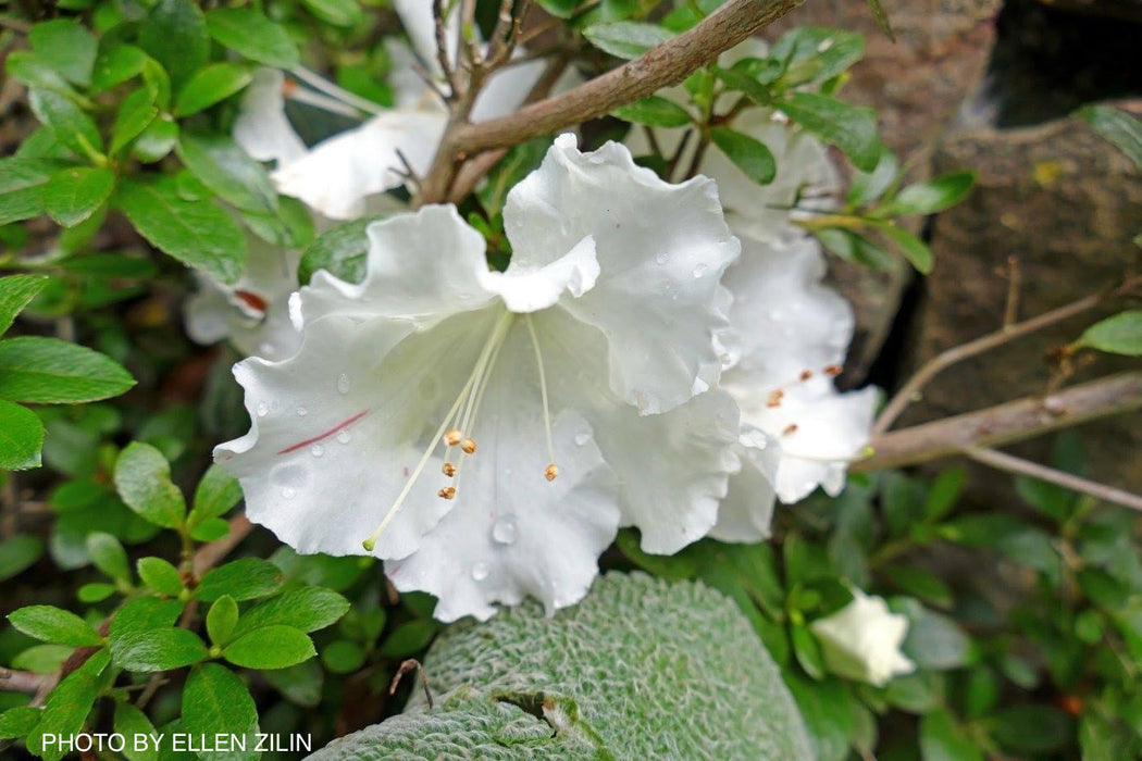 Azalea 'Gumpo White’ White Satsuki Azalea