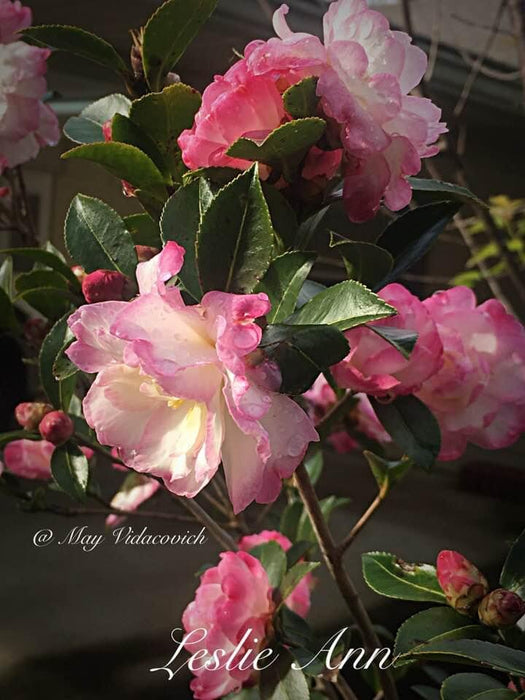 Camellia sansanqua 'Leslie Ann' Pink Flowering Camellia