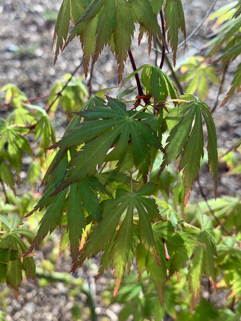 - Acer palmatum 'Fountain of Youth' Japanese Maple - Mr Maple │ Buy Japanese Maple Trees