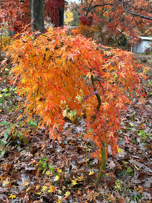 Acer palmatum 'Fountain of Youth' Japanese Maple