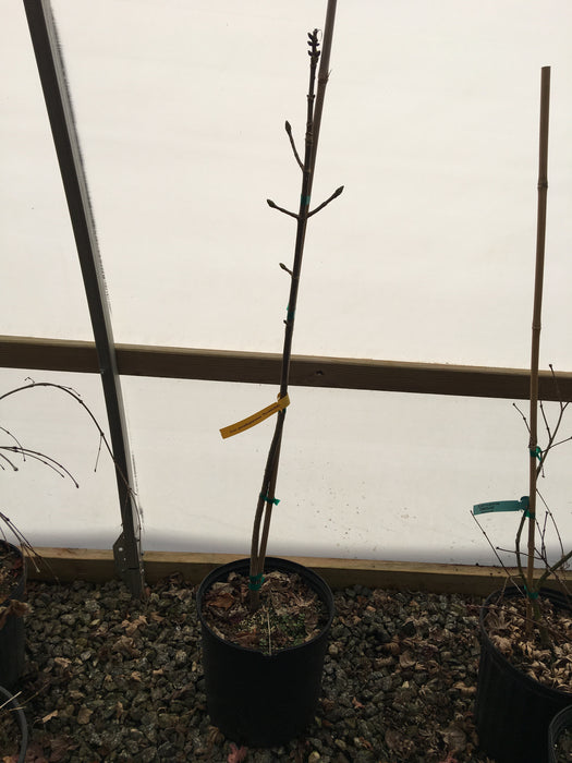 Acer pseudoplatanus 'Pyramidale' Rare Columnar Sycamore Maple
