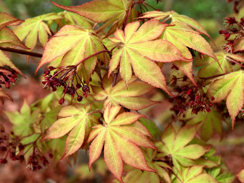 - Acer palmatum 'Osakazuki' Japanese Maple - Mr Maple │ Buy Japanese Maple Trees