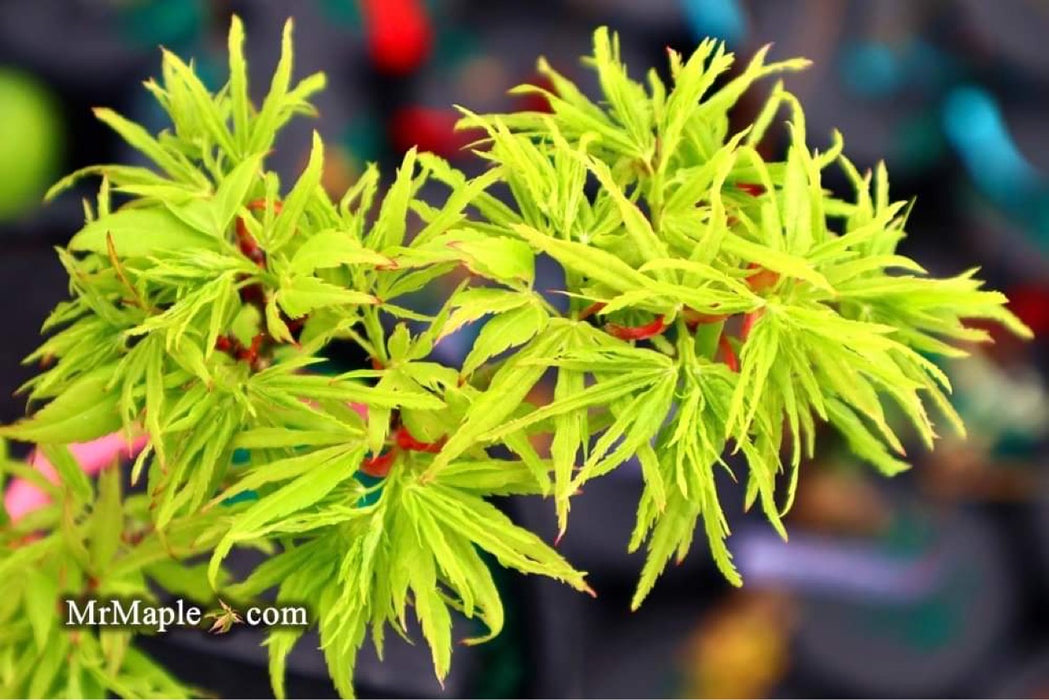 Acer palmatum 'Catalina yatsubusa' Dwarf Japanese Maple
