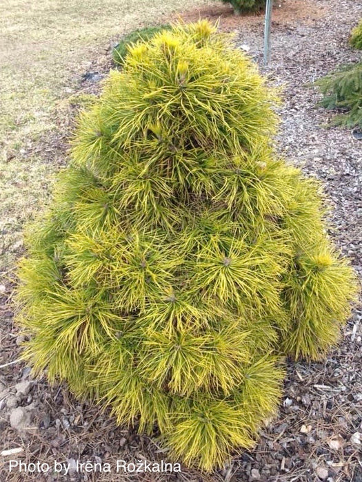 Pinus sylvestris 'Moseri' Dwarf Yellow Scots Pine