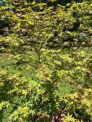 - Acer palmatum 'Osakazuki' Japanese Maple - Mr Maple │ Buy Japanese Maple Trees
