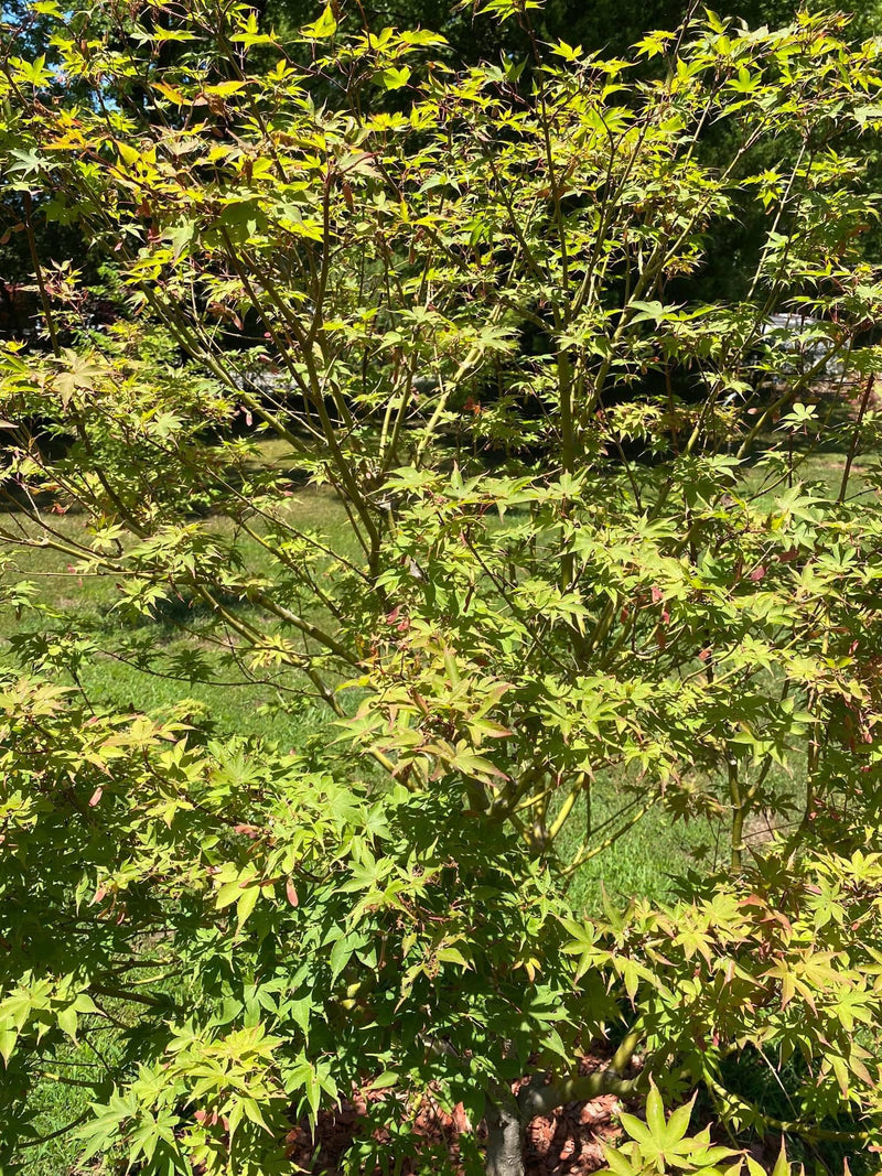 - Acer palmatum 'Osakazuki' Japanese Maple - Mr Maple │ Buy Japanese Maple Trees