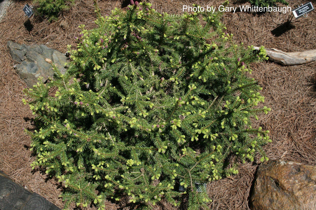 Picea abies 'Pusch' Rare Dwarf Norway Spruce