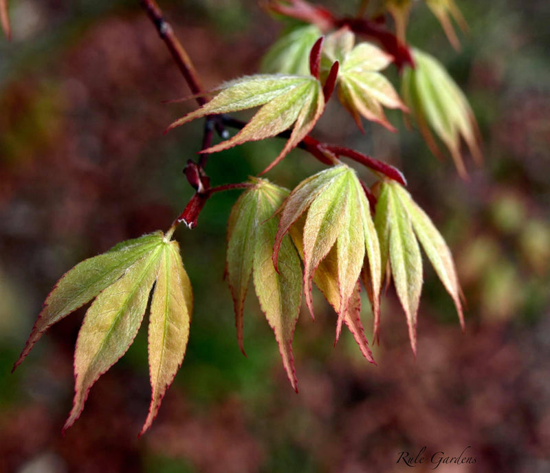 - Acer palmatum 'Osakazuki' Japanese Maple - Mr Maple │ Buy Japanese Maple Trees