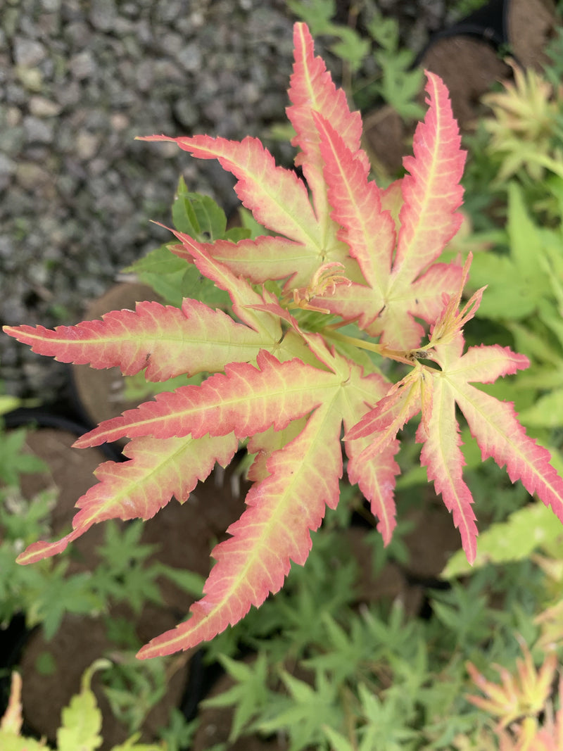 - Acer palmatum 'Golden Falls' Weeping Golden Japanese Maple - Mr Maple │ Buy Japanese Maple Trees