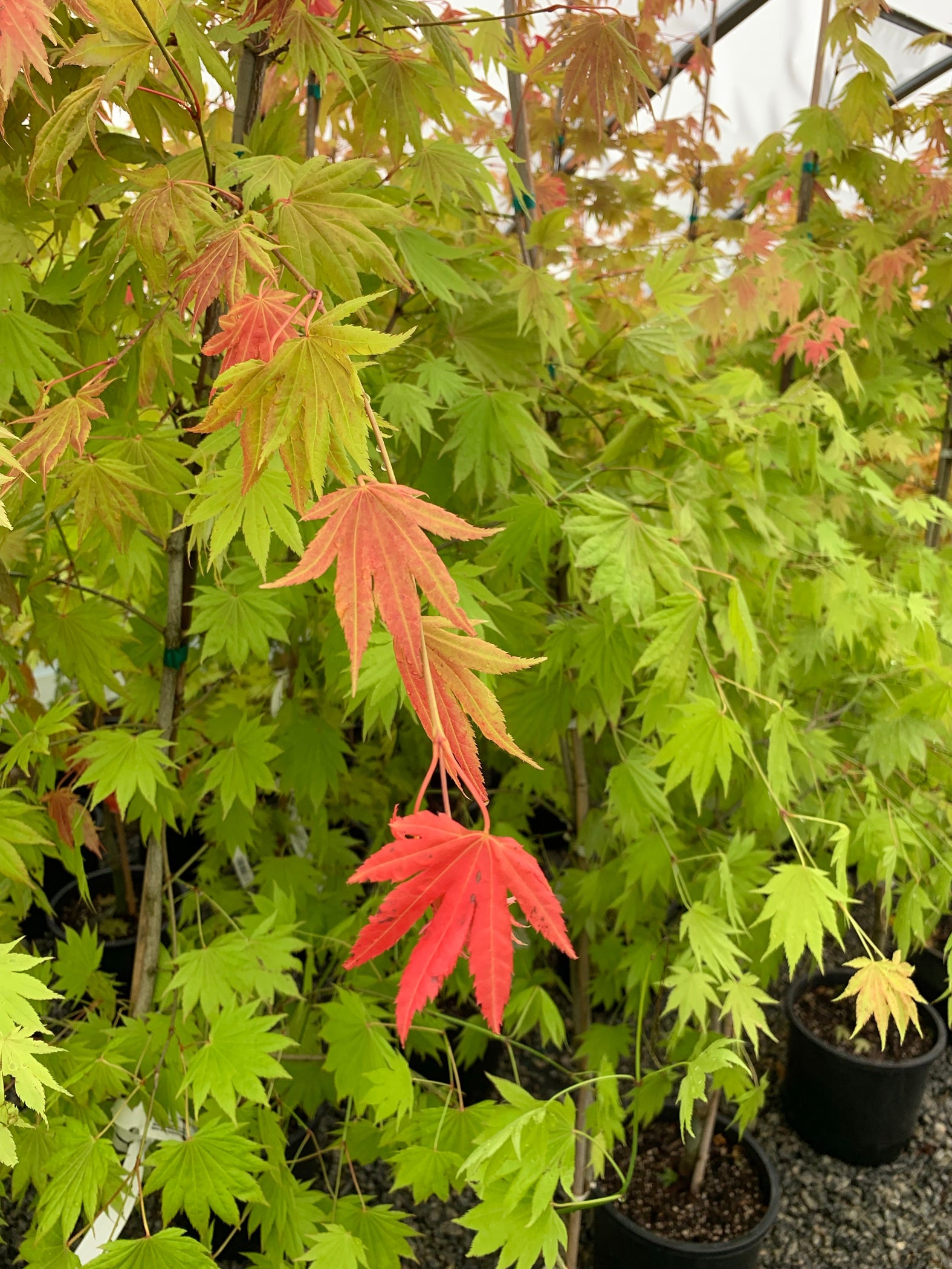 Buy Acer shirasawanum Moonrise™ Full Moon Japanese Maple — Mr Maple ...