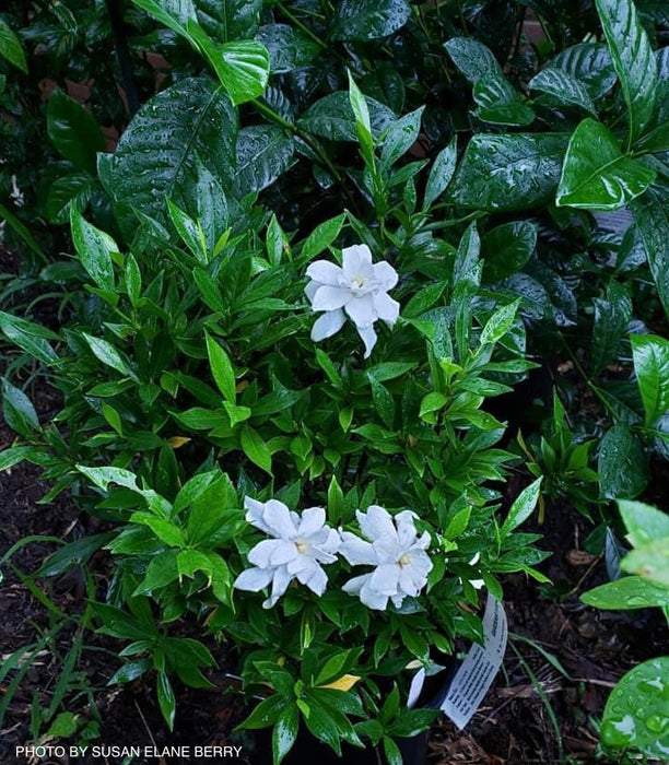 Gardenia jasminoides 'Frostproof' Fragrant Cape Jasmine