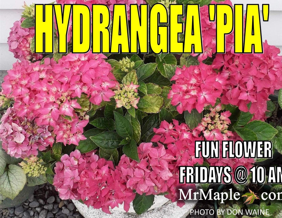 Hydrangea macrophylla 'Pia’ Dwarf Hydrangea