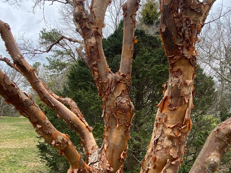 - Acer griseum - Paperbark Maple - Mr Maple │ Buy Japanese Maple Trees