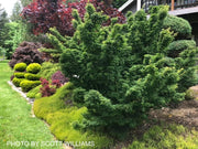 - Acer palmatum 'Shishigashira' Lion's Head Japanese Maple - Mr Maple │ Buy Japanese Maple Trees