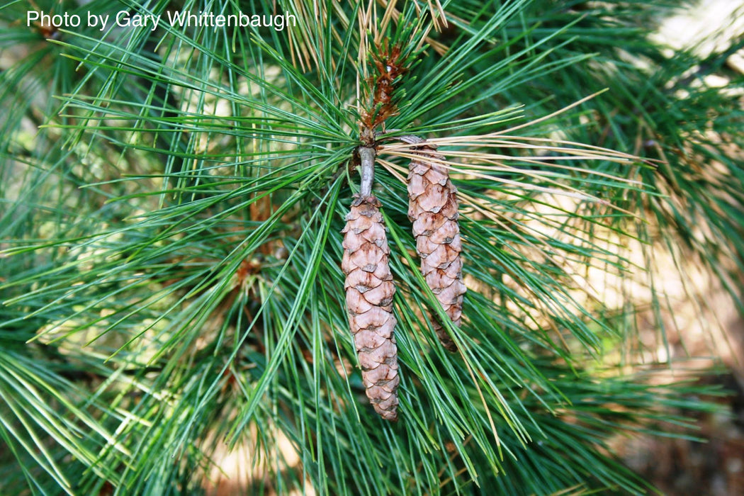 Pinus x schwerinii ‘Wiethorst' Schwerin’s Pine Tree