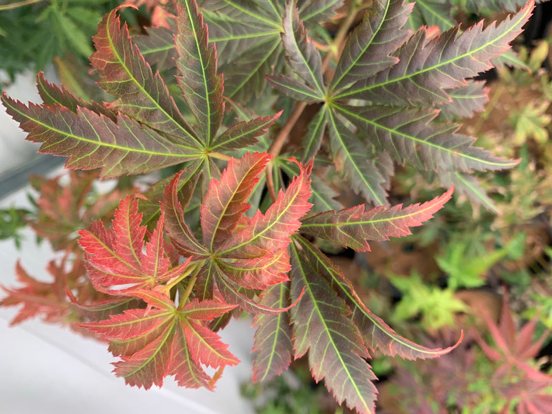 - Acer shirasawanum 'Bronze Age' Bronze Full Moon Japanese Maple - Mr Maple │ Buy Japanese Maple Trees