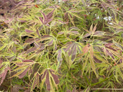 - Acer palmatum 'Manyo no sato' Japanese Maple - Mr Maple │ Buy Japanese Maple Trees