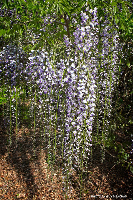 Wisteria floribunda 'Macrobotrys' Lilac Japanese Wisteria