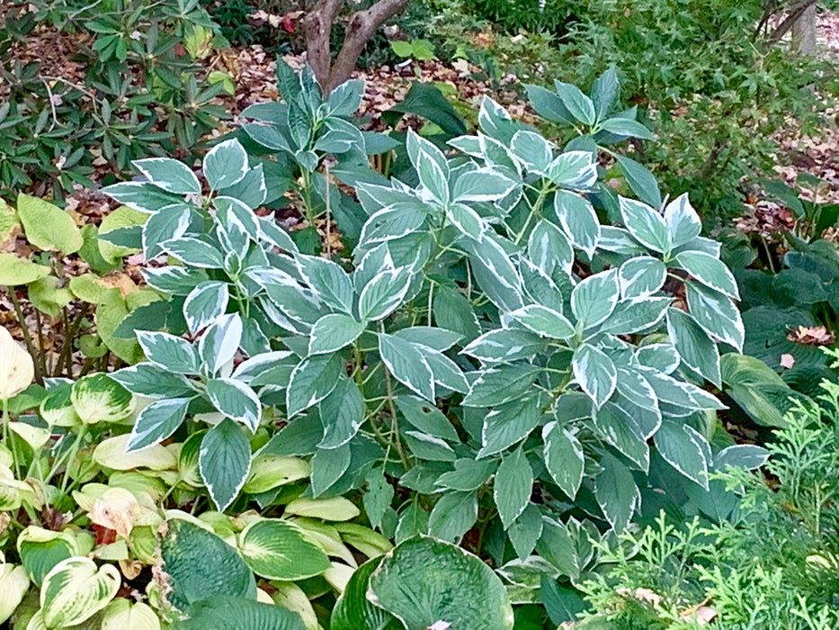 Hydrangea macrophylla 'Variegata' Variegated Lacecap Hydrangea
