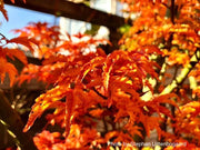- Acer palmatum 'Shishigashira' Lion's Head Japanese Maple - Mr Maple │ Buy Japanese Maple Trees