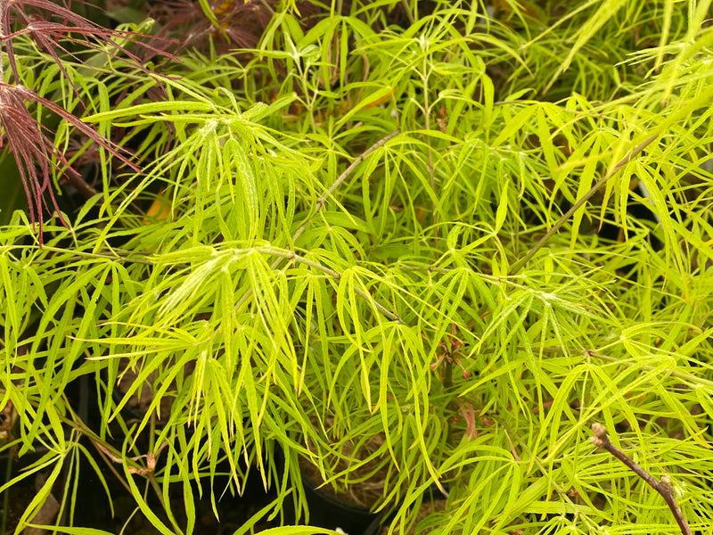 - Acer palmatum 'Yellow Threads' Rare Japanese Maple - Mr Maple │ Buy Japanese Maple Trees
