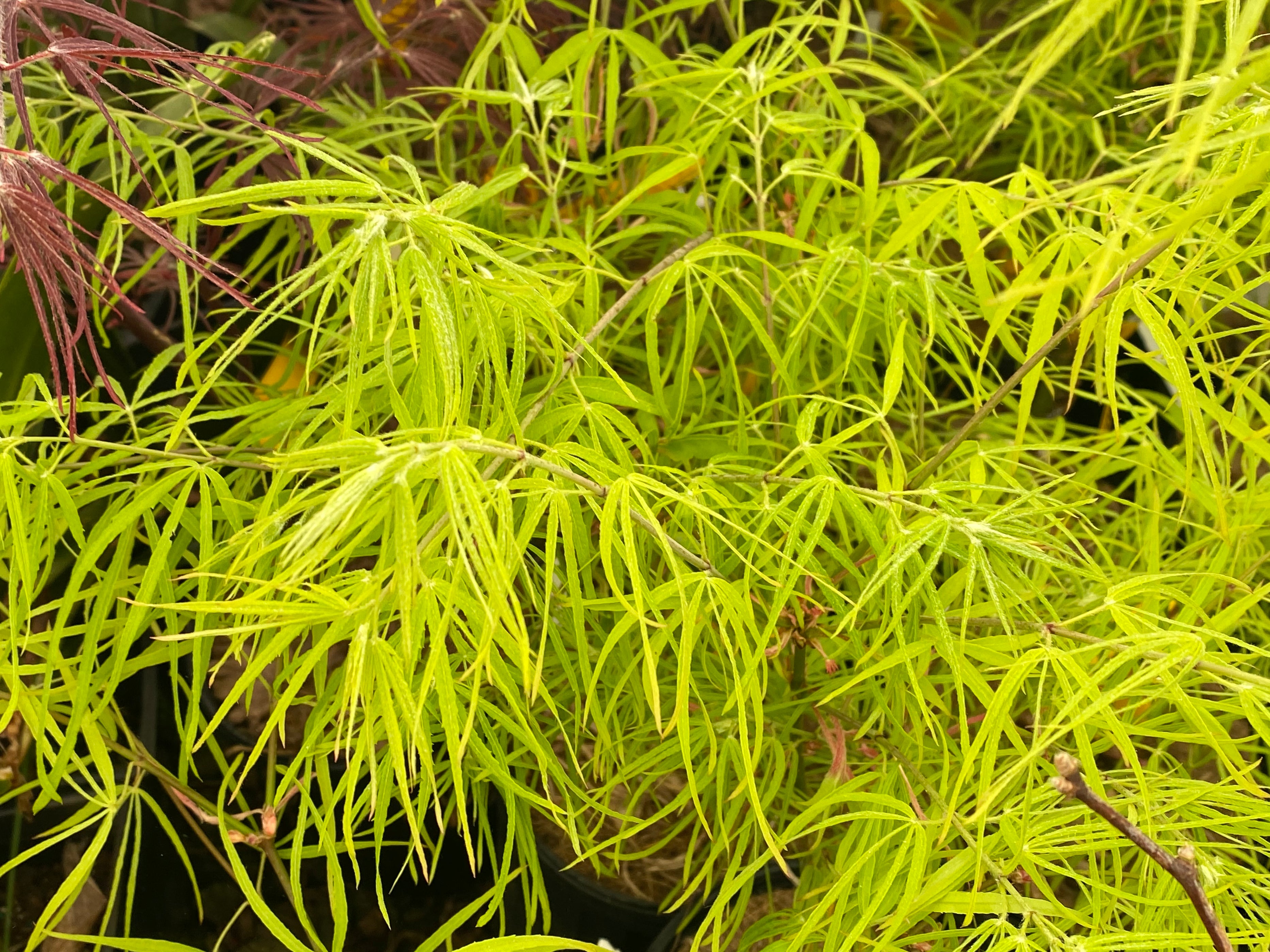 Buy Acer palmatum 'Yellow Threads' Rare Japanese Maple — Mr Maple │ Buy ...