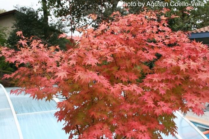 - Acer shirasawanum 'Jordan' Golden Full Moon Japanese Maple - Mr Maple │ Buy Japanese Maple Trees