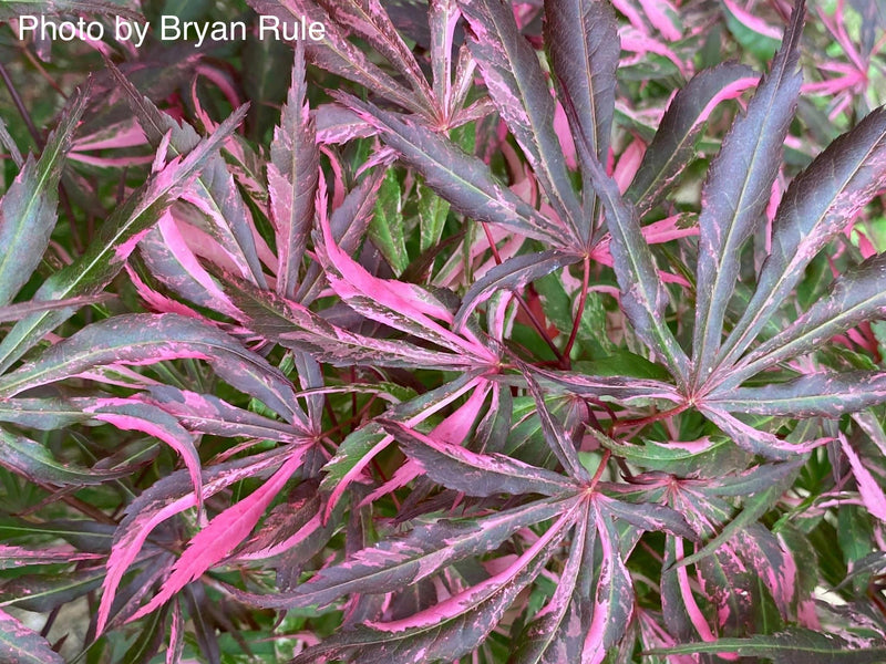 - FOR PICKUP ONLY | Acer palmatum 'Lileeanne's Jewel' Japanese Maple | DOES NOT SHIP - Mr Maple │ Buy Japanese Maple Trees