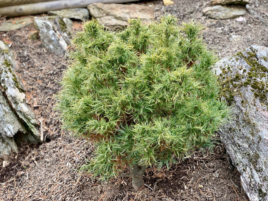 Pinus strobus 'Tiny Kurls' Dwarf White Pine