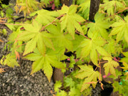 - Acer palmatum 'Dragon Master' Golden Weeping Japanese Maple - Mr Maple │ Buy Japanese Maple Trees