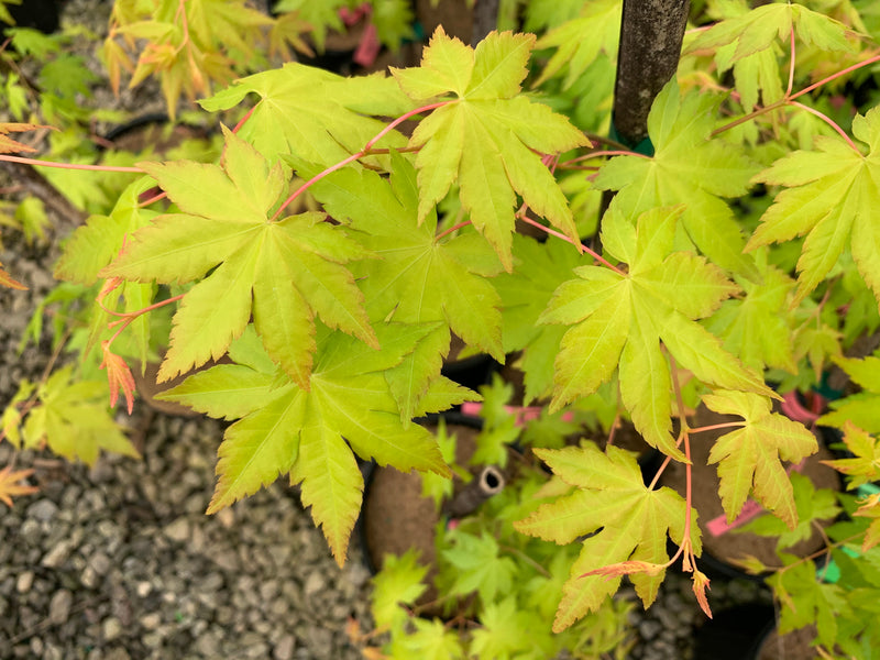 - Acer palmatum 'Dragon Master' Golden Weeping Japanese Maple - Mr Maple │ Buy Japanese Maple Trees